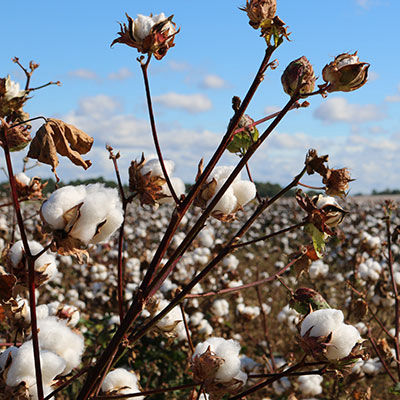 Cotton & Cotton Blend Woven Fabrics